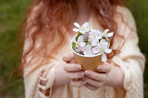 Apple tree flowers in tea paper cup in female hands, selective focus Stock Photos