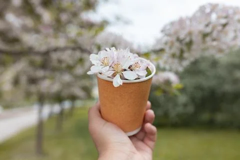 Apple tree flowers in tea paper cup in female hands, selective focus Stock Photos