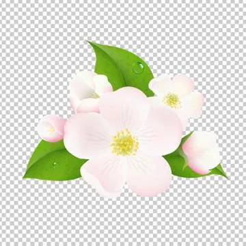 Apple Tree Flowers With Transparent Background Stock Illustration