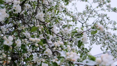 Apple-tree flowers under the snow in late Spring snowfall in Moscow, Russia Video stock 285324256
