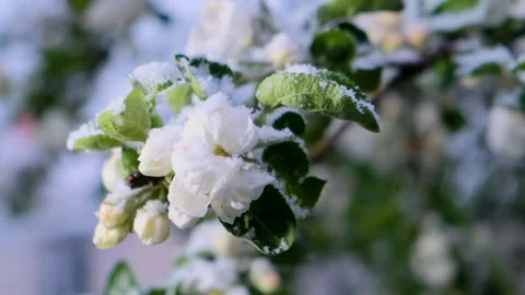 Apple-tree flowers under the snow in late Spring snowfall in Moscow, Russia Stock-Footage 285324286