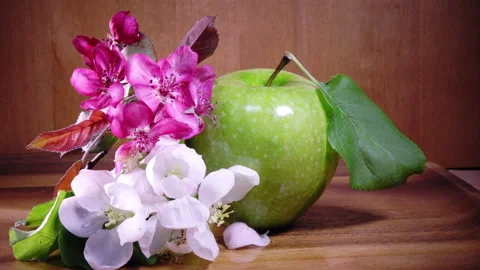 Apple tree flowers white and crimson with leaves and green ripe apple Video stock 88365912