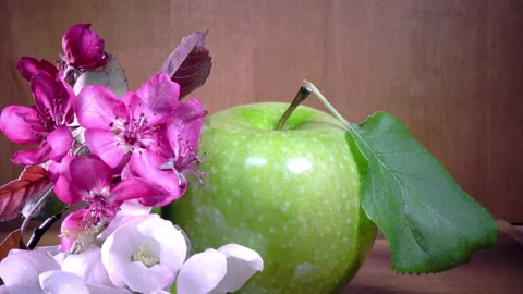 Apple tree flowers white and crimson with leaves and green ripe apple Video stock 88366098