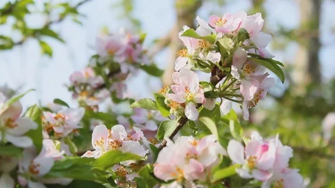 Apple tree flowery 库存影片 92926437