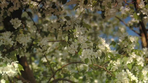 Apple-tree Stock Footage 284554