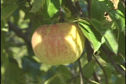 Apple On Tree Stock-Footage 296790