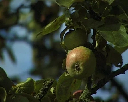 Apple tree 스톡 동영상 709566