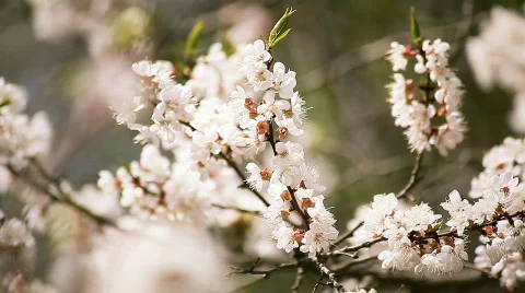 Apple tree Stock Footage 744740