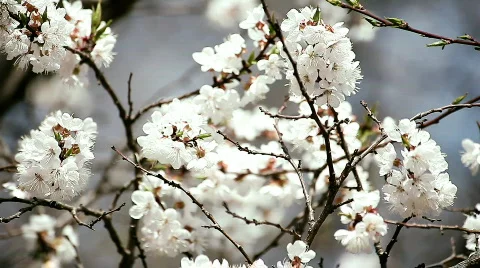 Apple tree Stock Footage 744936