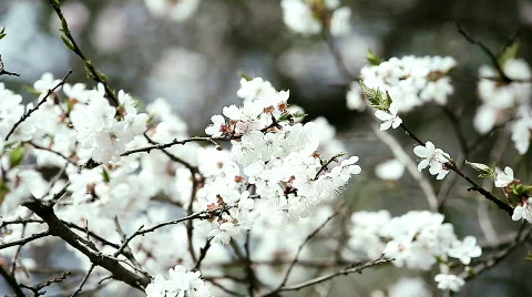 Apple tree Stock Footage 744952