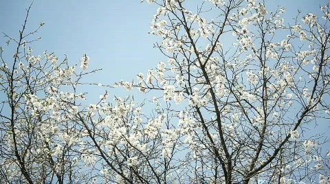 Apple tree Stock Footage 745483