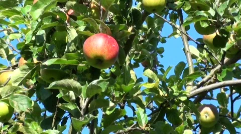Apple Tree Stock Footage 827526