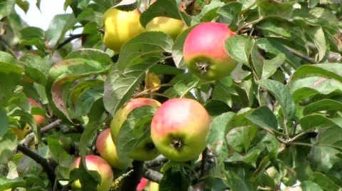 Apple tree Stock Footage 843984