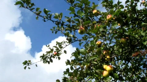 Apple tree Stock Footage 845392