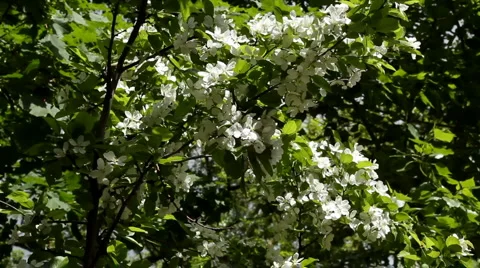 Apple tree Stock Footage 5504329