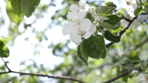 Apple-tree 動画素材 5816101