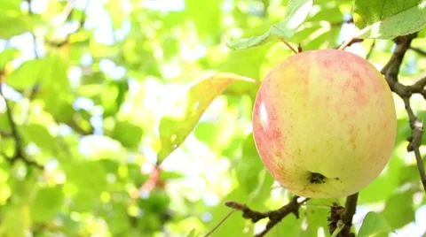 Apple on the tree Stock Footage 8577963