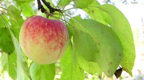 Apple on the tree Stock Footage 8577975