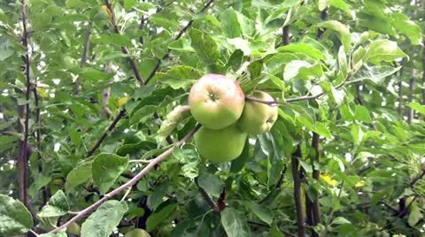 Apple tree Stock Footage 10914081