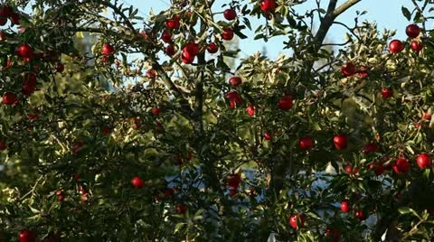Apple tree Stock Footage 12736904