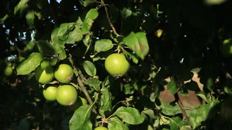 Apple Tree 库存影片 26294551