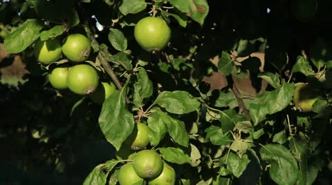 Apple Tree 库存影片 26295736