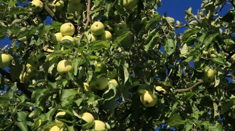 Apple Tree Stock Footage 26298499