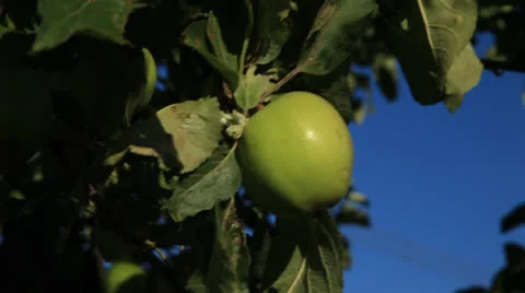 Apple Tree 库存影片 26298964