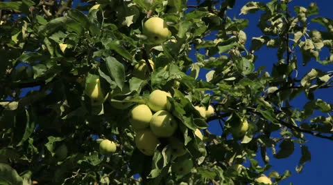 Apple Tree 库存影片 26301341