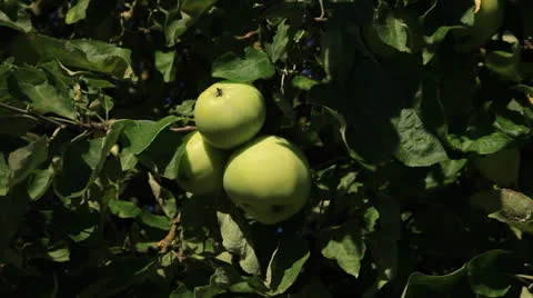 Apple Tree 库存影片 26301466