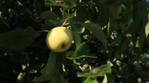 Apple Tree 库存影片 26302998