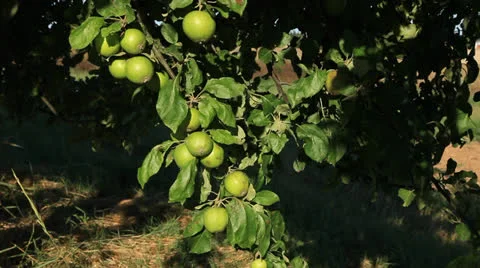 Apple Tree 库存影片 26304545