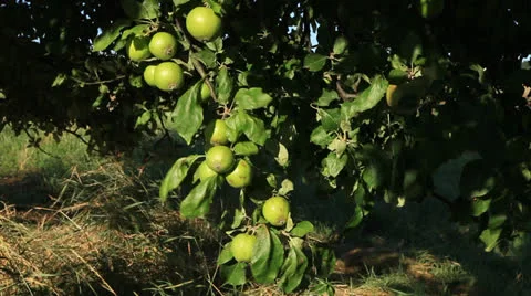 Apple Tree 库存影片 26305098