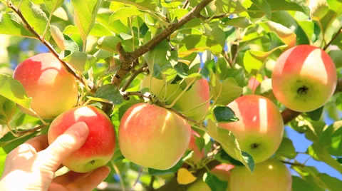 Apple tree. Stock Footage 28494425