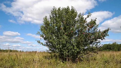 Apple tree Stock-Footage 29349776