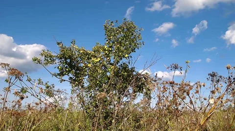 Apple tree Stock-Footage 29350935