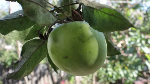 Apple On A Tree Stock-Footage 42317189
