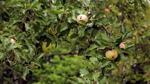 Apple-tree Stock Footage 46533554