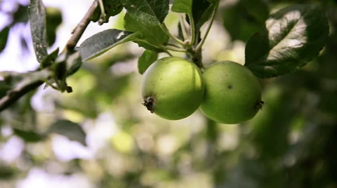 Apple tree Stock-Footage 47770411
