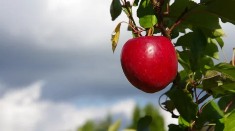 Apple on tree Stock Footage 49213794