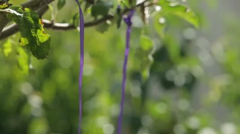 Apple Tree Video stock 52433079