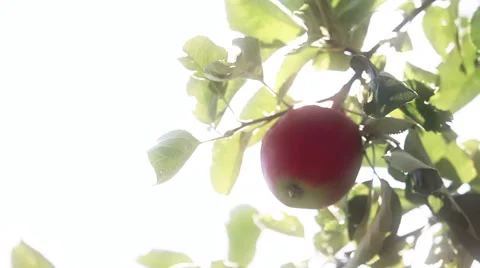 Apple  tree Video stock 53290308