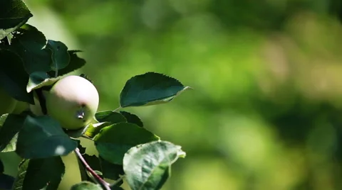 Apple on a tree Видео 53291987