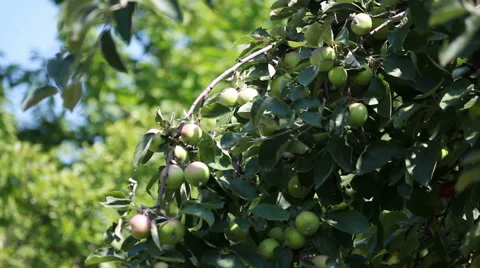 Apple  tree Stock Footage 53292402