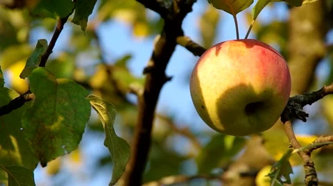 Apple on the tree Stock Footage 55219409