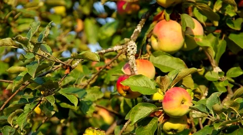 Apple on the tree Stock Footage 55219432