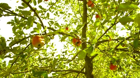 The apple on the tree Video stock 55239668
