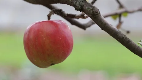 Apple tree Stock Footage 87130106