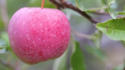 Apple tree Stock Footage 87130134