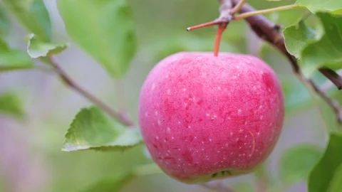 Apple tree Stock Footage 87130170